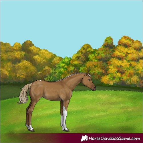 Horse Color:Chocolate Palomino Dun Tobiano 