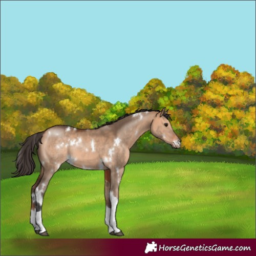 Horse Color:White Spotted Bay Dun Tobiano