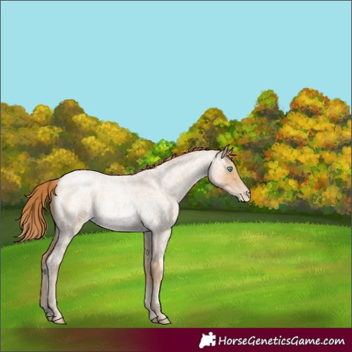 Horse Color:Buckskin Roan Pearl Rabicano 