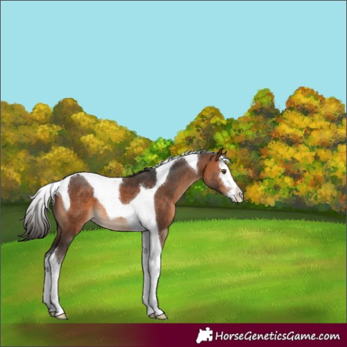 Horse Color:Bay Splash Tobiano