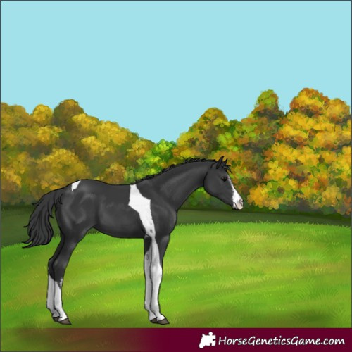 Horse Color:White Spotted Black Tobiano 