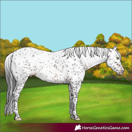 Horse Color:Brown Sabino