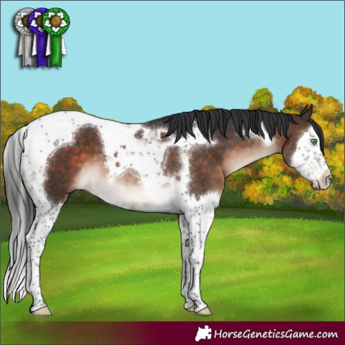 Horse Color:Brown Mushroom Splash Tobiano 