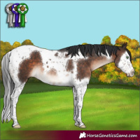 Horse Color:Brown Mushroom Splash Tobiano 