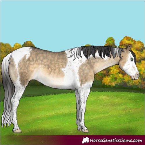 Horse Color:Buckskin Dun Splash Tobiano Appaloosa 