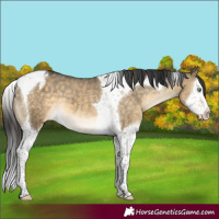 Horse Color:Buckskin Dun Splash Tobiano Blanket 