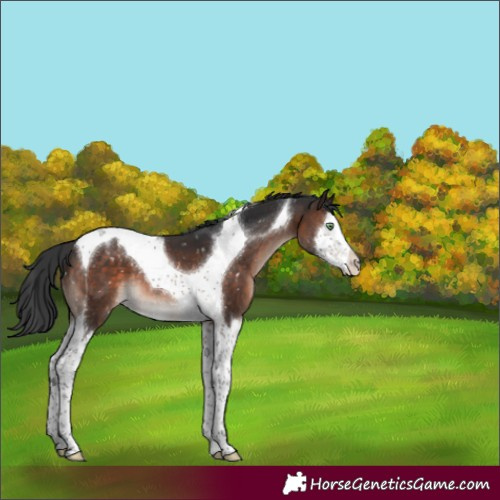 Horse Color:Brown Mushroom Splash Tobiano Appaloosa