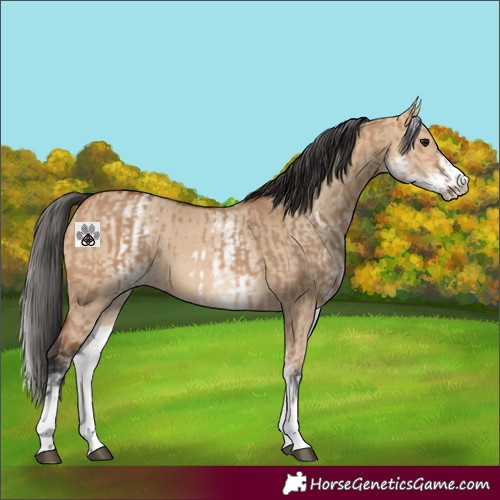 Horse Color:White Spotted Bay Dun Rabicano  and White Spotted Bay Dun Rabicano 