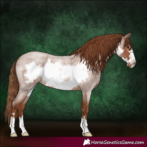 Horse Color:Red Roan Frame 