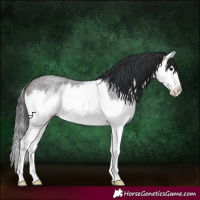 Horse Color:Brown Roan Splash 