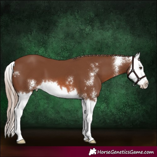 Horse Color:Chestnut Sabino Splash 
