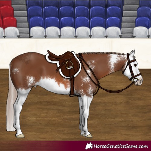 Horse Color:Chestnut Sabino Splash 