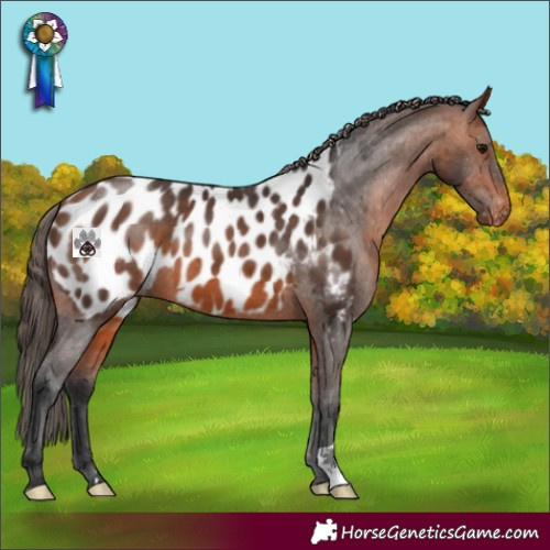 Horse Color:Bay Blanket 