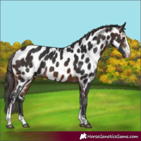 Horse Color:Brown Sabino Appaloosa Rabicano 