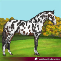 Horse Color:Brown Sabino Appaloosa Rabicano
