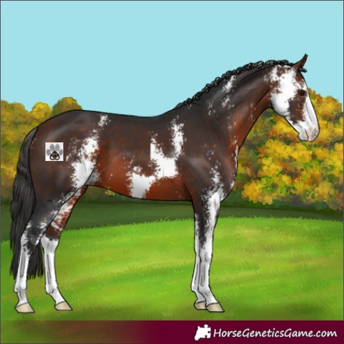 Horse Color:Bay Sabino 