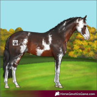 Horse Color:Bay Sabino