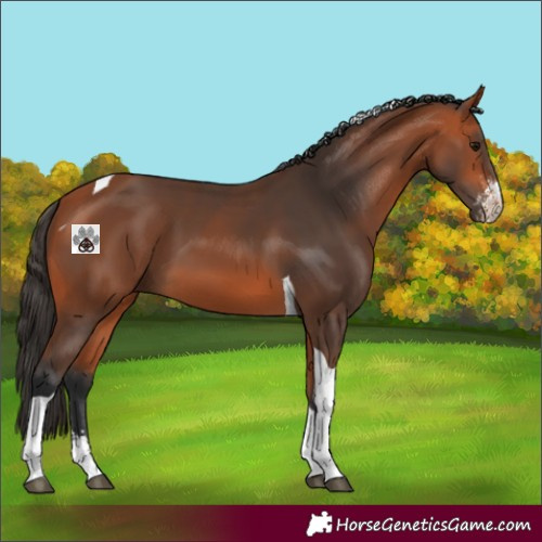 Horse Color:Bay Sabino Tobiano 
