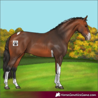 Horse Color:Bay Sabino Tobiano