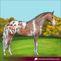 Horse Color:Silver Bay Sabino Appaloosa 