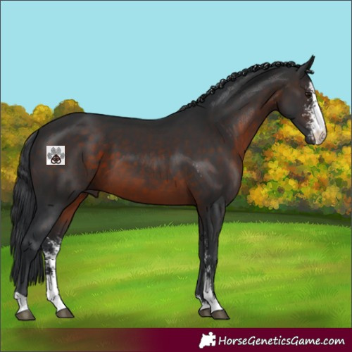 Horse Color:Brown Sabino 