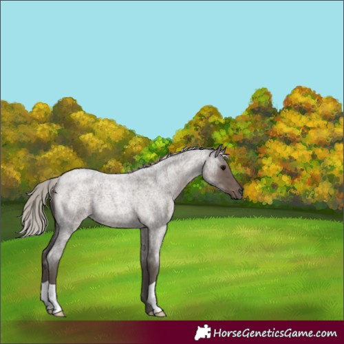 Horse Color:Silver Blue Roan 