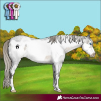 Horse Color:Silver Smoky Blue Roan Frame 