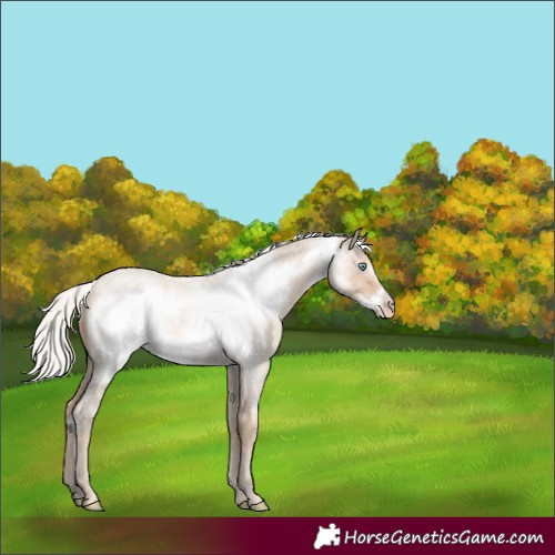 Horse Color:Silver Smoky Creme Roan Frame 