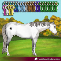 Horse Color:Silver Smoky Blue Roan Frame 