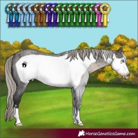 Horse Color:Silver Smoky Blue Roan Frame 