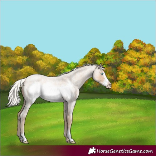 Horse Color:Silver Smoky Creme Roan Frame 