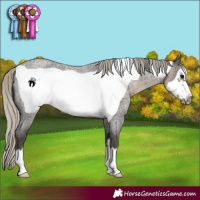 Horse Color:Silver Smoky Blue Roan Frame 