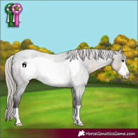 Horse Color:Silver Smoky Blue Roan Frame 