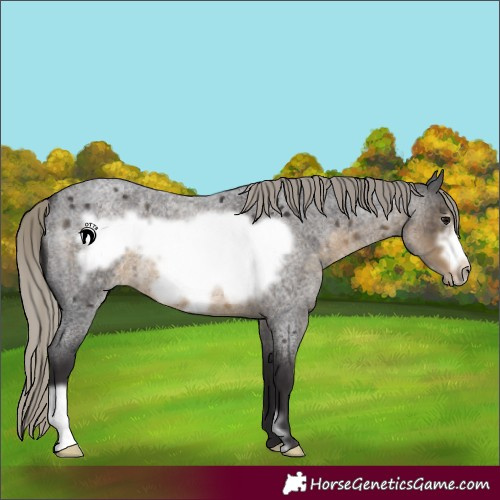 Horse Color:Silver Smoky Blue Roan Frame 