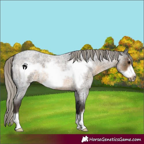 Horse Color:Silver Smoky Blue Roan Frame 