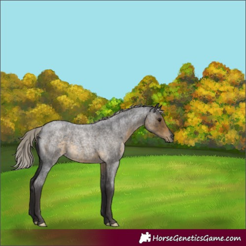 Horse Color:Silver Smoky Blue Roan 