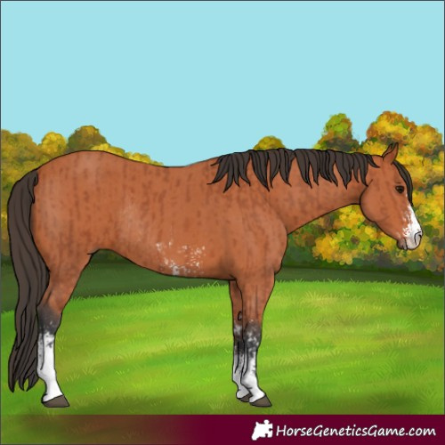 Horse Color:Bay Sabino Rabicano  and Bay Sabino Rabicano 