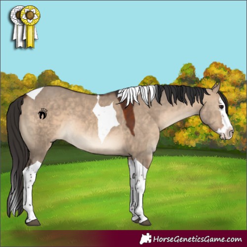 Horse Color:Brown Dun Splash Tobiano 