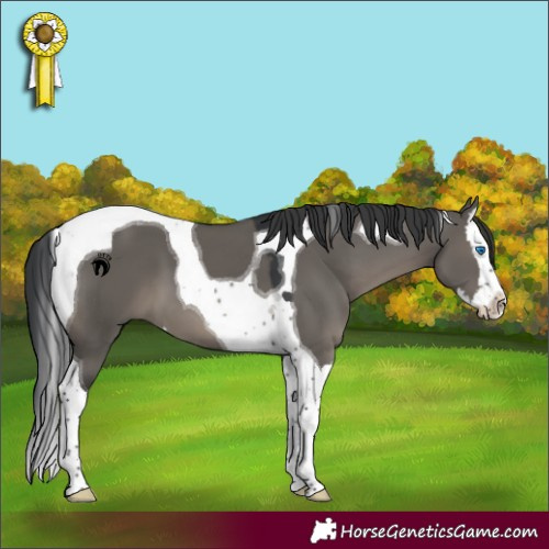Horse Color:Grullo Splash Tobiano 