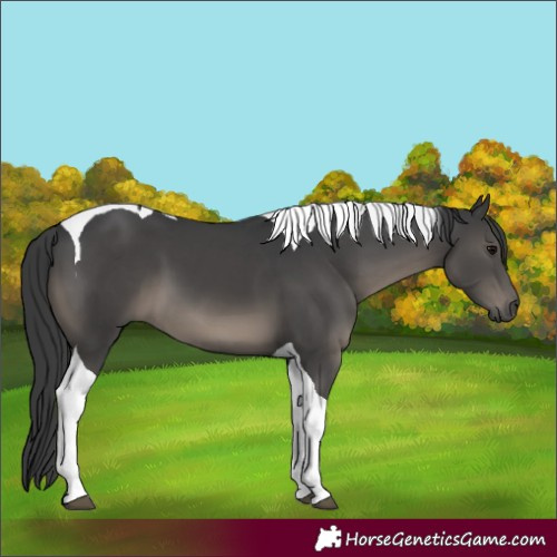 Horse Color:Black Tobiano 