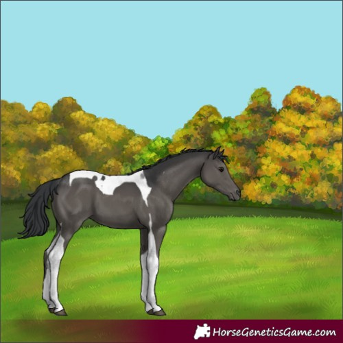 Horse Color:Black Tobiano 