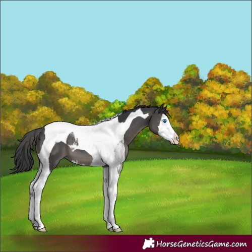 Horse Color:Black Splash Tobiano 