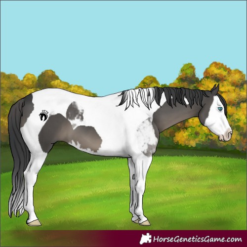 Horse Color:Black Splash Tobiano 