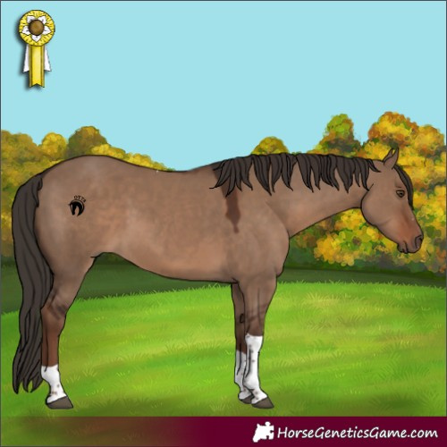 Horse Color:Liver Red Dun Tobiano 
