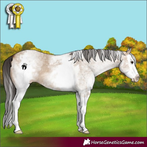 Horse Color:White Spotted Brown Dun Splash 
