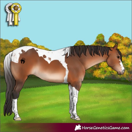 Horse Color:Bay Tobiano 