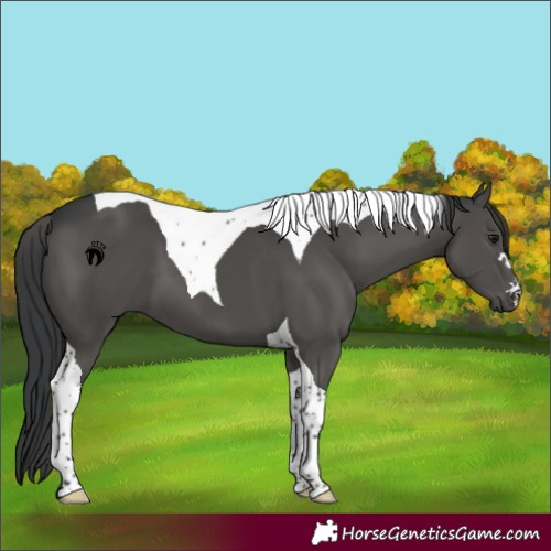 Horse Color:Black Tobiano 
