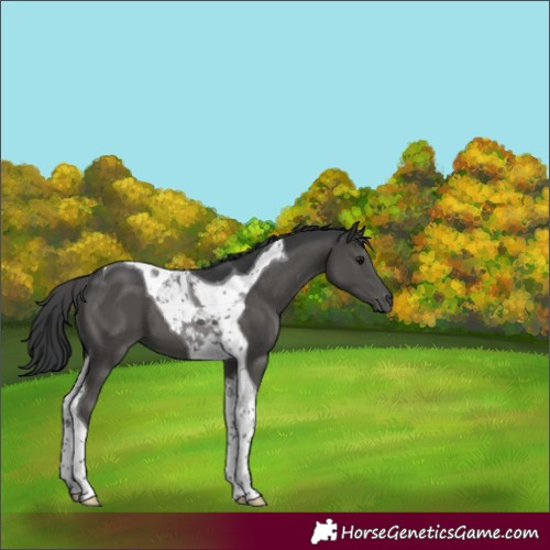 Horse Color:Black Tobiano 