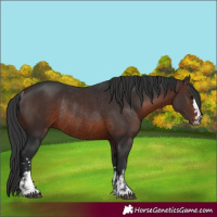 Horse Color:Brown Rabicano  and Brown Rabicano 