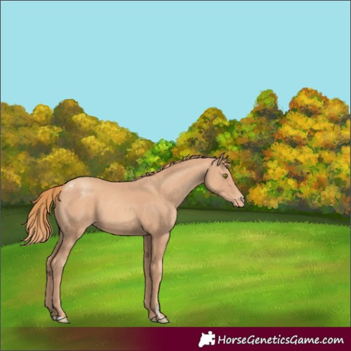 Horse Color:Gold Champagne Appaloosa